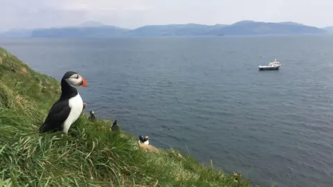 Getty Images Puffins on a clifftop overlooking the sea and a small black and white tour boat.