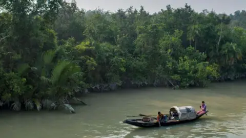 A fishing boat close to a mangrove forest