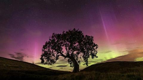 Tree and aurora