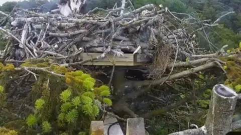 Osprey feeding chick