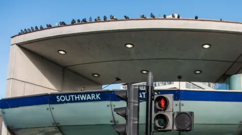 Getty Images Close up of a row of pigeons sitting on the roof of a Tube station entrance. 