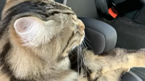 Cherie Belcher Willow in a car