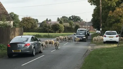 Chas Townley  Sheep walking between cars on a road bordered by a green space