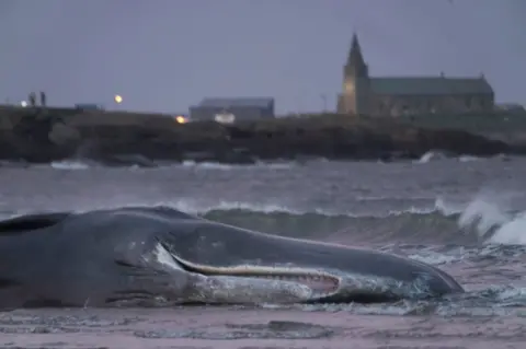 Owen Humphreys/PA Dead whale on Northumberland shore