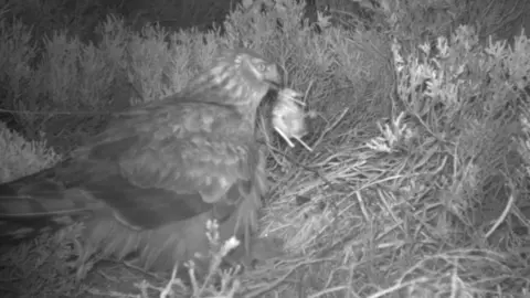 Heads Up for Harriers Hen harrier removing dead chick from nest
