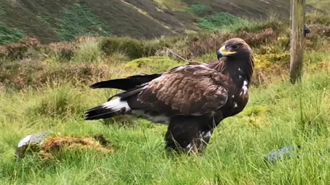 John Wright Golden Eagle