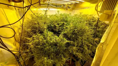 Hundreds of cannabis plants surrounded by plastic sheeting. Wires hang from the ceiling