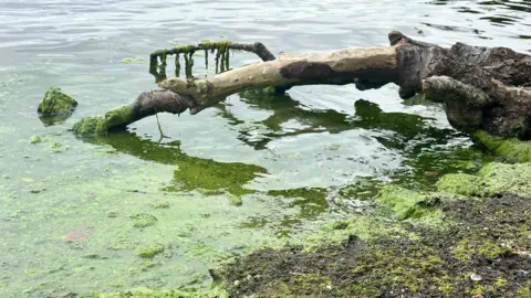 Shoreline of Lough Neagh showing the presence of blue-green algae