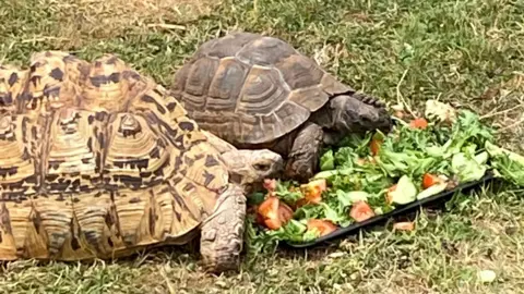 Two tortoises eating a plate of food. Shelley is the larger of the two and has a distinctive sand coloured shell. 