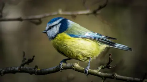 Blue tit standing on a thin branch. Its head is facing towards the left showing off the blue feathers on its wings.