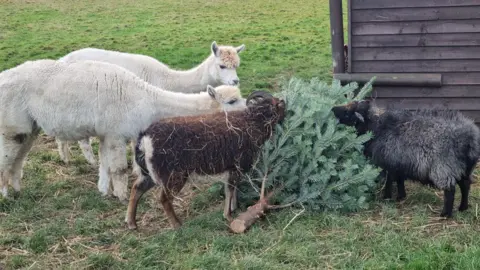 Tiny Steps Petting Farm Two white alpacas, a brown sheep and a black sheep in an outdoor enclosure standing in front of a shed while nibbling on a Christmas tree. 