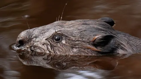 A picture of a beaver swimming in a lake. He is black and brown in colour, swimming in brown water.