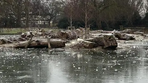 Hull Wildlife Protectors A body of water in the foreground with what looks like small pieces of ice floating on it. Beyond the water, on dry land, are two ducks