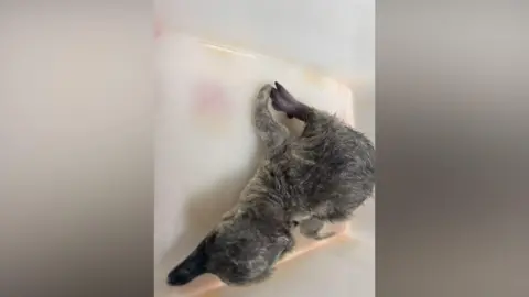 Birdland Park and Garden A fluffy penguin chick with greyish down feathers lying in a plastic container