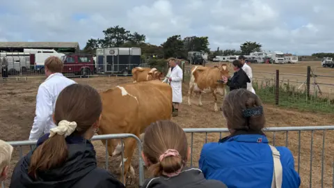 The image shows three men in white jackets leading cows through an enclosure as people watch.