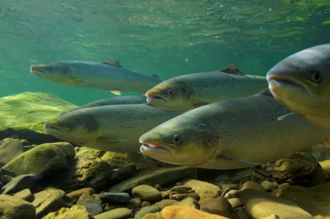 Reuters Shows Atlantic salmon in water