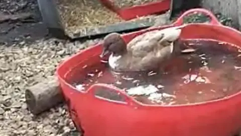 The duck swimming in a red plastic basket. 