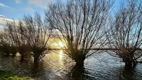 Trees with dark branches are seen silhoutted against the setting sun on the Somerset levels. The trees are surrounded by flood water