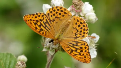 Close up of silver-washed fritillary butterfly on a plant. The butterfly  is a pale orange colour with dark markings.