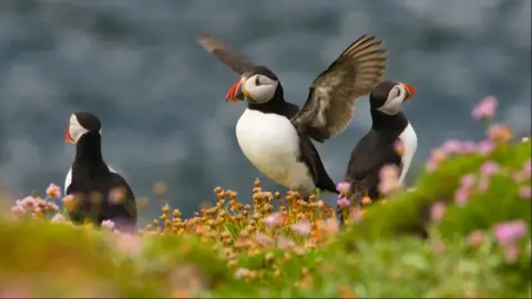 Annabel Sharpe (rspb-images.com) Three puffins, one in the centre with wings outstretched, one with its back to the camera the other looking into the distance.