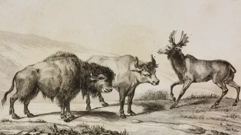 An old picture of two large cow like creatures and a moose on a hill