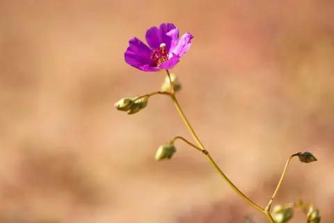 AFP via Getty Images/Jose Torres Single purple flower bathed in sunlight