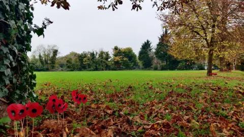 A row of poppies are surrounded by brown leaves on the ground and in front of a grass field bordered by several trees in autumnal colours. 