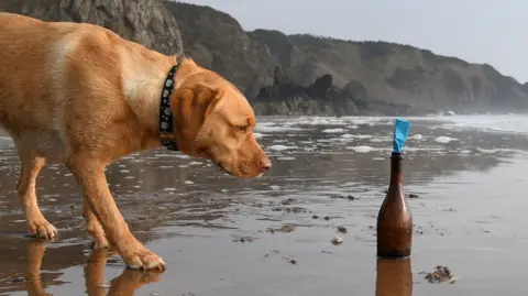 A golden labrador - Maggie- on a beach, looking at a brown bottle, which has a blue note sticking out the top.
