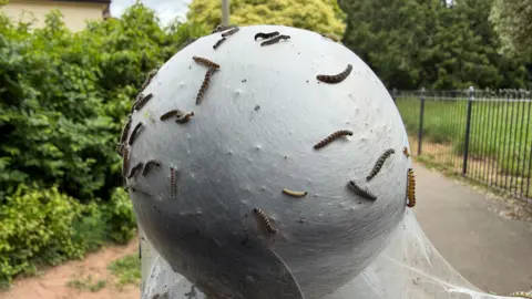 This shows a mass of spindle ermine moth caterpillars covering a fence post in a dense white silk web that they spin collectively for protection. 