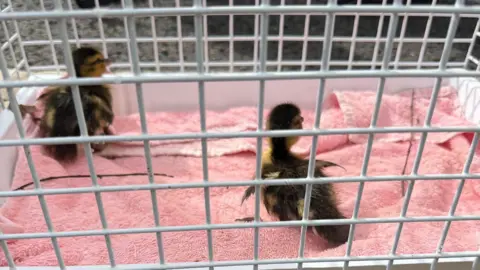 HIWFRS White animal cage with two ducklings inside.