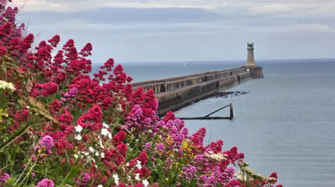 Figaro View of Tynemouth Pier, a lighthouse at the end of it, stretching into the sea. In the foreground, to the left is a bank of valerian in bloom, the flowers in shades of red, purple and white.