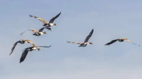 Getty Images Canada goose