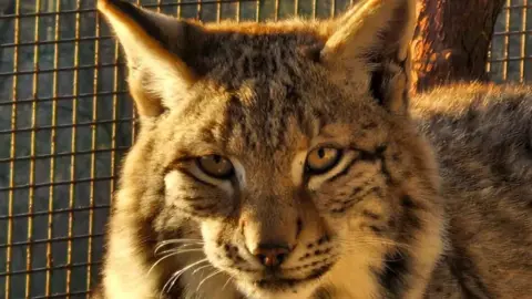 A stripey lynx is looking at the camera