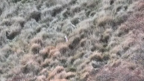 Drone SAR for Lost Dogs / Search and Scan A blurry shot shows a small white dog in what looks like a pink harness amongst long, dry grass.