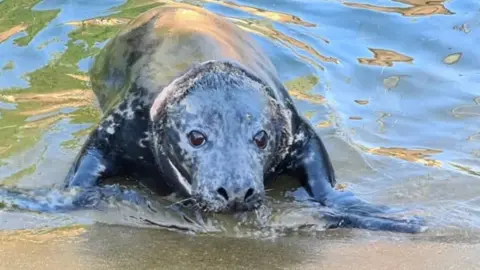 Friends of Horsey Seals Mrs Vicar the rescued seal in a swimming pool