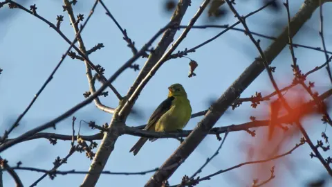 Matt O'Sullivan A yellowish-brown bird sits on the branch of a tree.