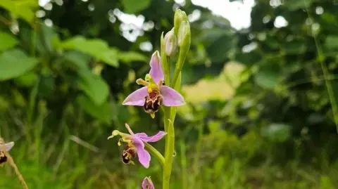 DWT Close up of a bee orchid. It is pink and has petals which look like a bee. 