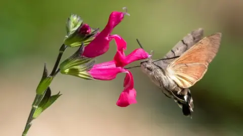 Colin Lamb Team Wilder winner - Colin Lamb