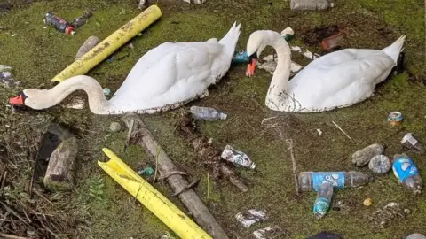 Two swans on water surrounded by large amount of litter, yellow construction post covers, bottles and cans.