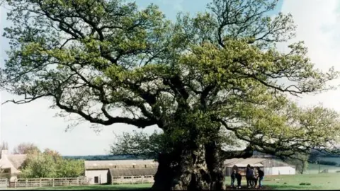 The Bowthorpe oak tree standing in a field with farm buildings behind it and a small group of people standing beneath it to the right