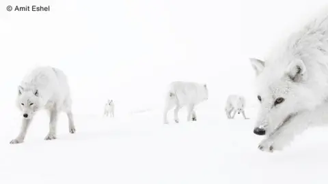 Amit Eshel Wildlife Photographer of the Year White wolves of different sizes on a white background.