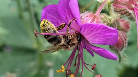 iscr A bee covered in pollen as it buries itself into a flower.