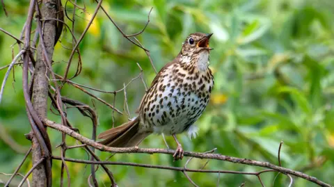 Getty Images The image shows a song thrush perched on a branch while singing.