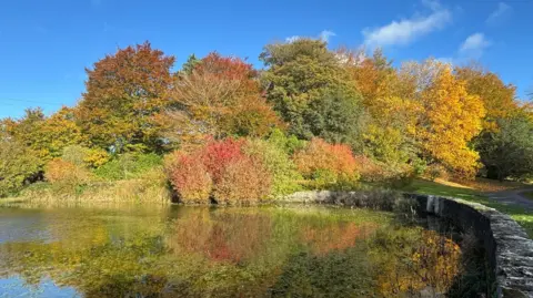 BBC Weather Watchers/AstroDS Trees and shrubs on the edge of a pond in Kendal are reflected in the water. The shot is taken from a path lined by a stone wall.