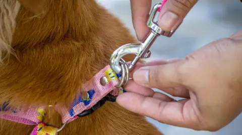 A stock image of a person clipping a dog lead on a pink patterned dog harness. The dog has brown fur, and only the hands of the person can be seen.