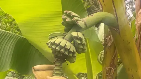 Supplied A close-up image of bananas sprouting from a banana plant.