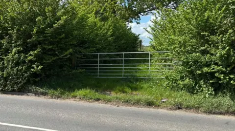Charlie Stubbs / BBC There is a grey metal fence. Either side, there is overgrown bushes, with long grass in front of it. This is next to a main road.