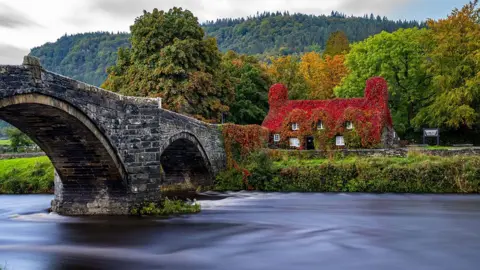 Peter Byrne/PA Wire The Virginia creeper foliage on the Tu Hwnt i'r Bont