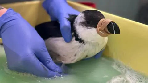 The razorbill is being washed in a bowl of shallow bubbly water. A pair of gloved hands is carefully holding it and it has its beak closed with an elastic band. The bird has a black head and back with a white front. 