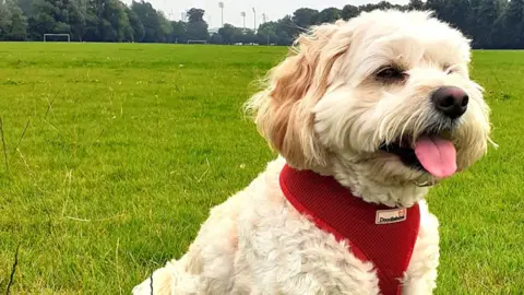 BBC Dog near sports pitch